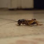 cricket