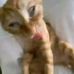 goofy cat