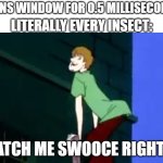 Watch me swooce right in | OPENS WINDOW FOR 0.5 MILLISECONDS; LITERALLY EVERY INSECT: | image tagged in watch me swooce right in | made w/ Imgflip meme maker