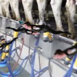 Dairy farm meme