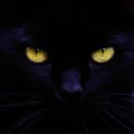 Black cat