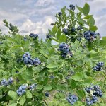 Blueberry bush