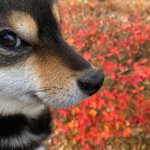 Flower doggo