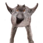 Cat Neoberezhnometano template