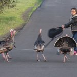 turkey attack