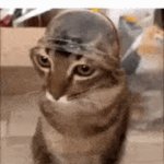 Cat soldier. | image tagged in gifs,memes,funny,funny memes,cats,animals | made w/ Imgflip video-to-gif maker