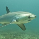 Shark