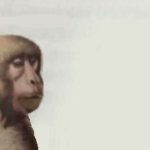Calm Monkey template