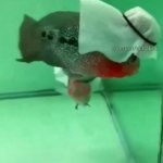 Habibi fish