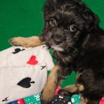 Poker Face Pup