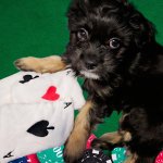Poker Face Pup