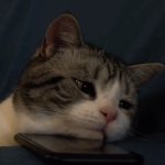 Sad kitty