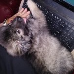 Baby Mishka