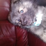 Baby Mishka