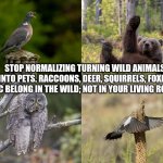 Hi there | STOP NORMALIZING TURNING WILD ANIMALS INTO PETS. RACCOONS, DEER, SQUIRRELS, FOXES, ETC BELONG IN THE WILD; NOT IN YOUR LIVING ROOM. | image tagged in hi there | made w/ Imgflip meme maker