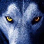 Lone wolf