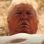 Disappointed Don
