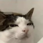 Suspicious Cat