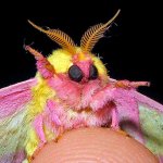 moth wave