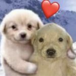 dog hugging a dog