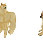 Meme dogs