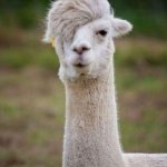Emo alpaca =) | CUT MY LIFE; INTO PIECES | image tagged in emo alpaca,papa roach,emo | made w/ Imgflip meme maker
