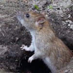 rat out of hole