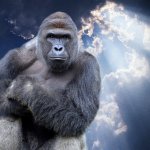harambe heaven