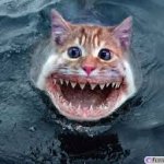 catfish