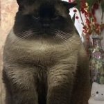 Grumpy Chomk