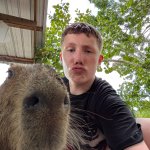 Pringle capybara meme