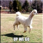 Alpaca Flying | UP WE GO | image tagged in alpaca flying | made w/ Imgflip meme maker