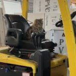Gubble on a forklift