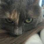 Leave Me ALONE cat