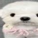 Dog stating