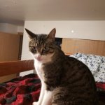 Tf2daftpunkgaming's cat