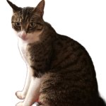 Tf2daftpunkgaming cat