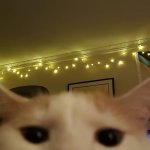 cat phone