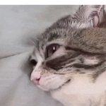 tired cat