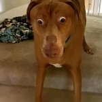 Surprised Dog Belle