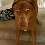 Belle The Very Surprised Dog