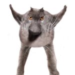 POV: The cat spilled sour cream on the floor | POV: THE CAT SPILLED SOUR CREAM ON THE FLOOR | image tagged in cat neoberezhnometano,cats,cat,food,kotsiubiiv,pov | made w/ Imgflip meme maker