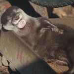 otter laugh