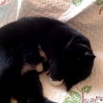 DON'T LOOK AT ME KITTY