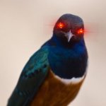 Evil Bird template