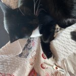 DONT LOOK AT ME KITTY MAKES A MASK