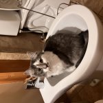 Cat by night, kitten bidet