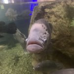 Fish stare