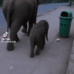 Baby Elephant Cleans Up After Litter Bug | image tagged in gifs,baby elephant cleans up after litter bug | made w/ Imgflip video-to-gif maker
