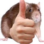 Thumbs up skaven